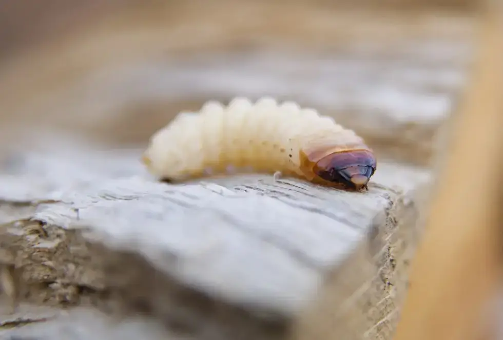 houtworm behandelen